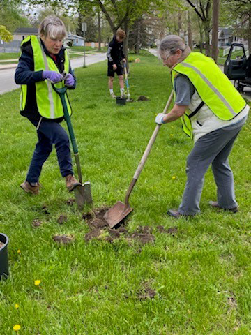 plant a tree